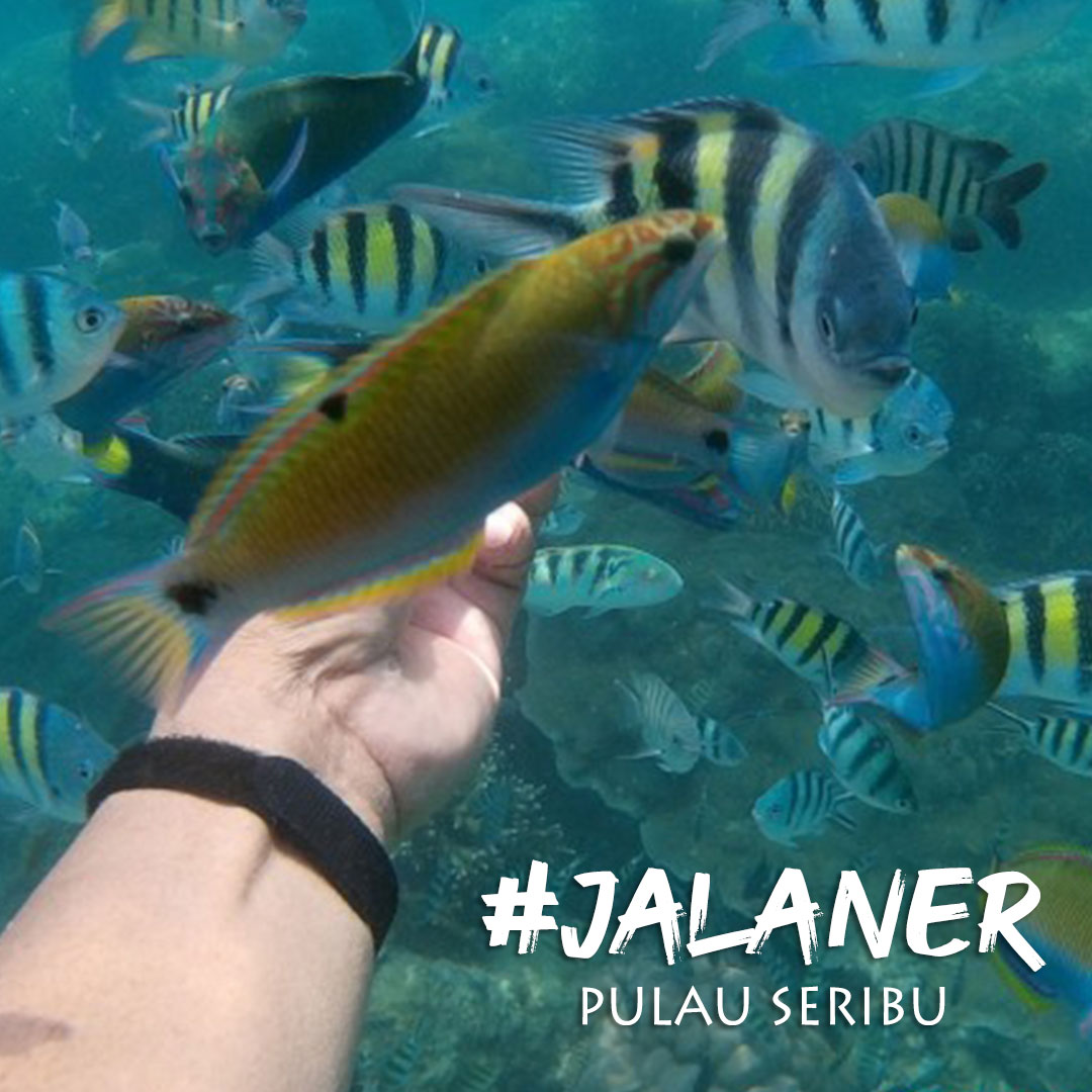 pulau-harapan